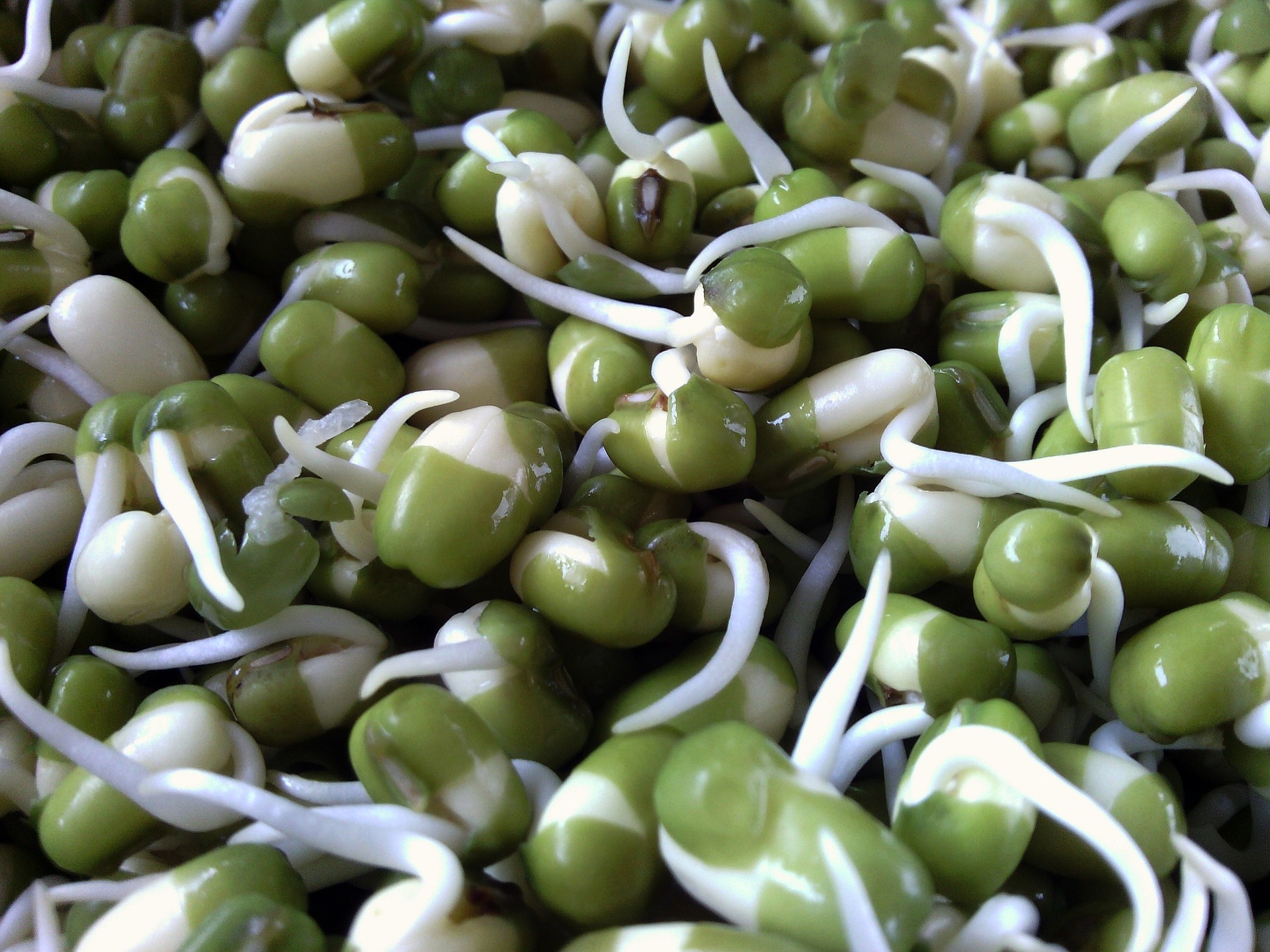 mung-bean-sprout-side-dish-sukjunamul-muchim-recipe-maangchi