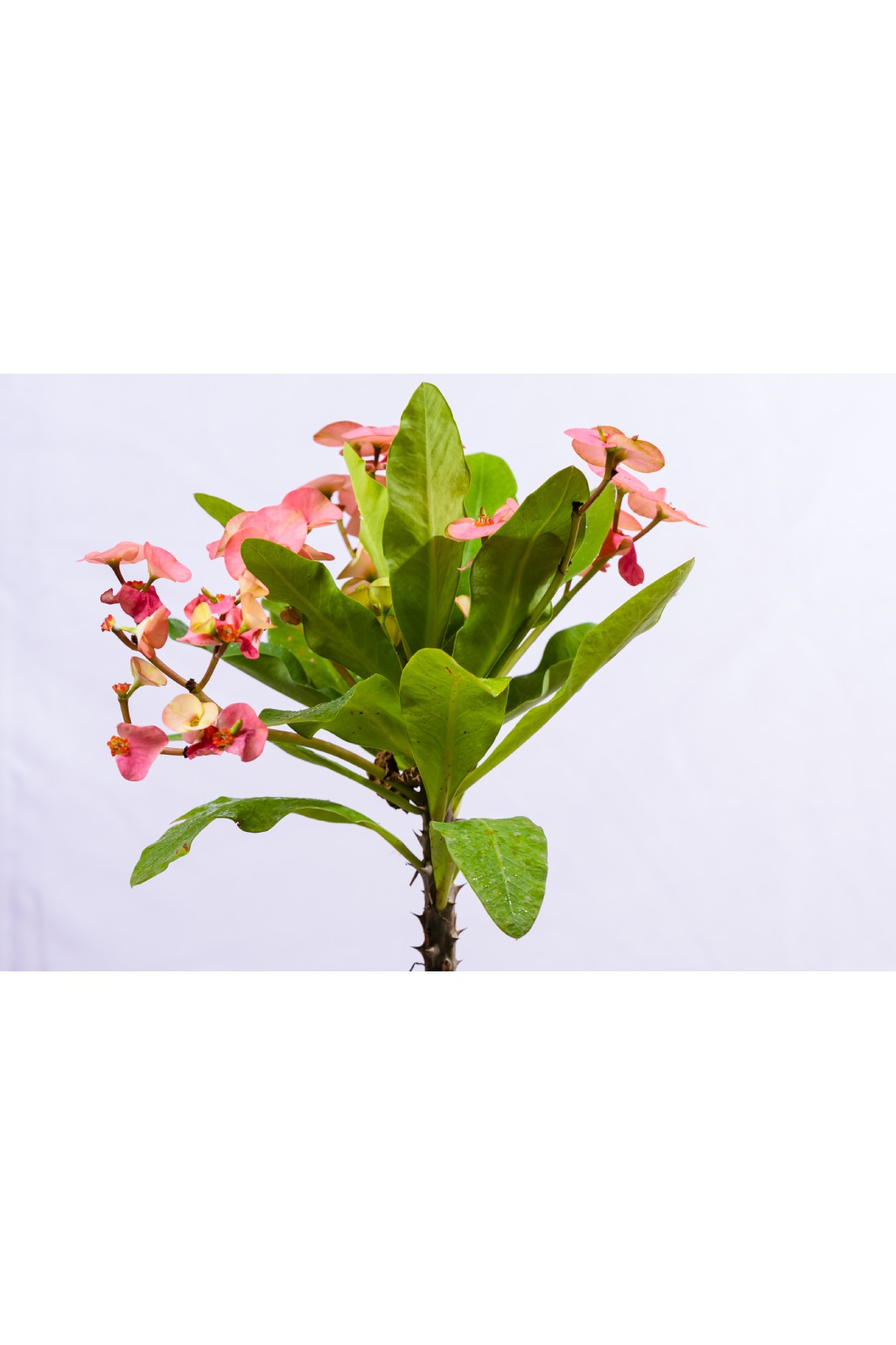 Euphorbia Plant - Greenland Nursery Chennai