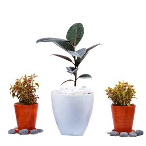 rubber tree plant