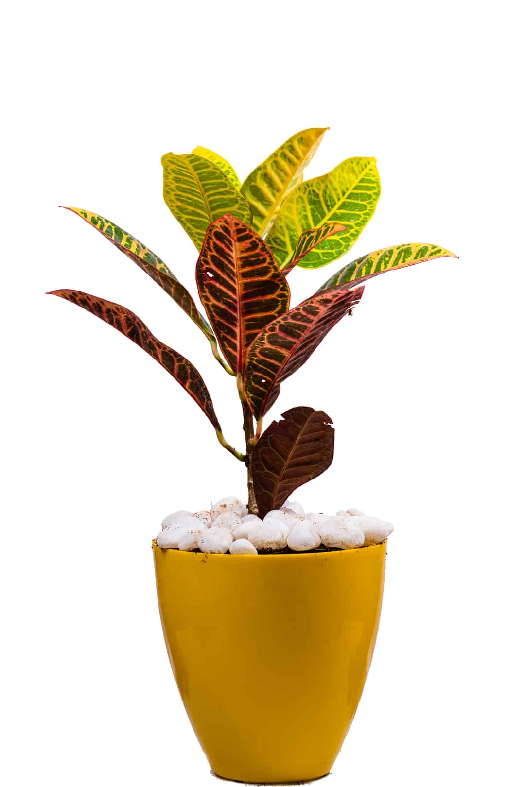petra-croton-plant-at-affordable-price-on-greenland-nursery-chennai