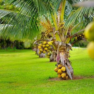 coconut malaysian yellow dwarf