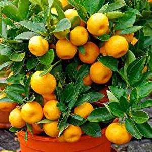 bush orange